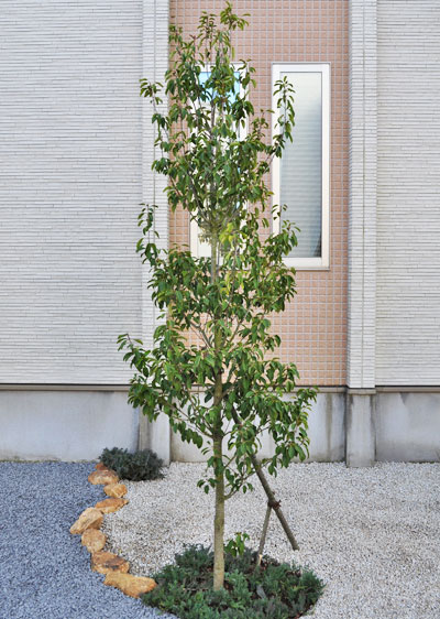 単幹樹形 の庭木のメリットと活かし方 代表的な一本立ちの樹種もご紹介 千葉県 東京都の造園 植栽 庭施工 造園業専門店 新美園