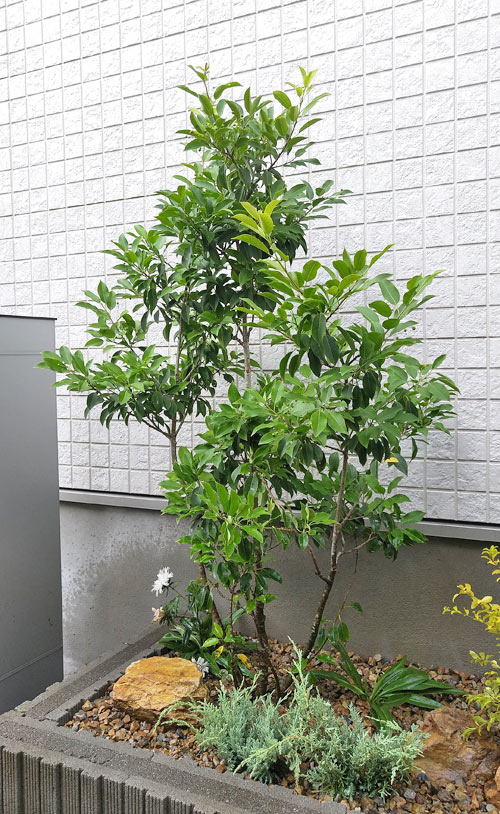 玄関横のシンボルツリーとしてソヨゴを植栽