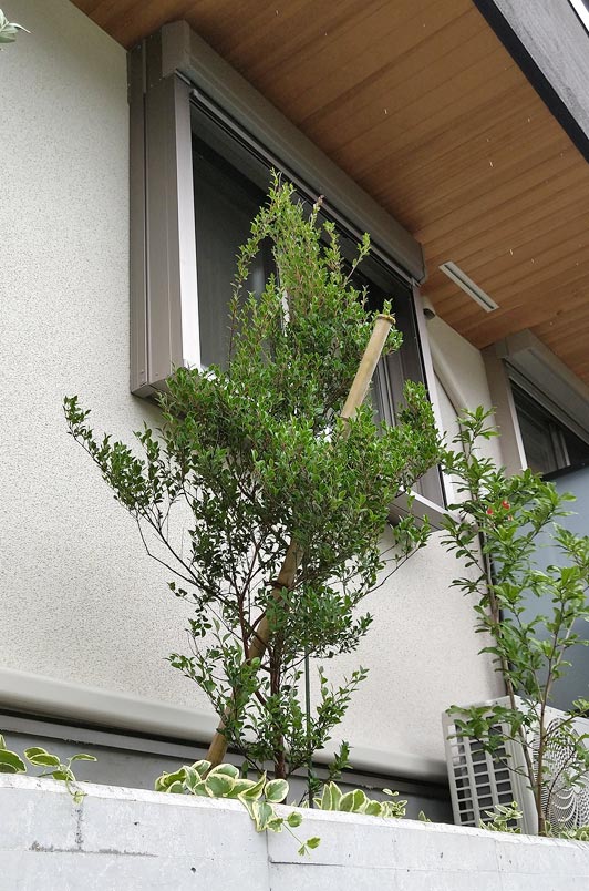 暖地植物であるアデクの美しい姿