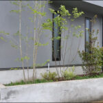 シンボルツリーのアオダモが映える、道路沿い花壇の植栽デザイン-世田谷区S様邸