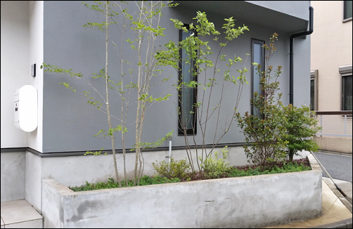 シンボルツリーのアオダモが映える、道路沿い花壇の植栽デザイン-世田谷区S様邸