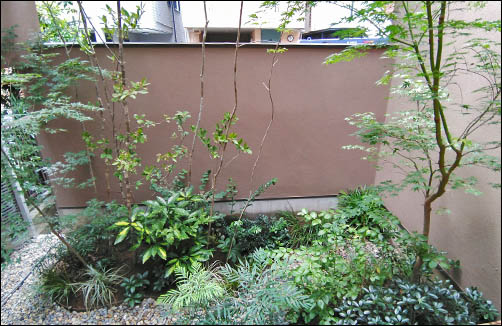 雑木の枝葉が心地良い、コンパクトなナチュラル坪庭-板橋区K様邸