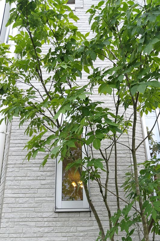 窓から楽しむ、シンボルツリーのアオダモ