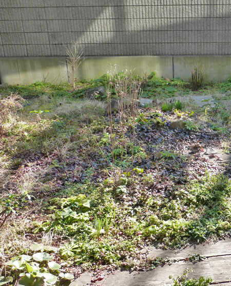 日陰の芝生が傷み、雑草に覆われた庭