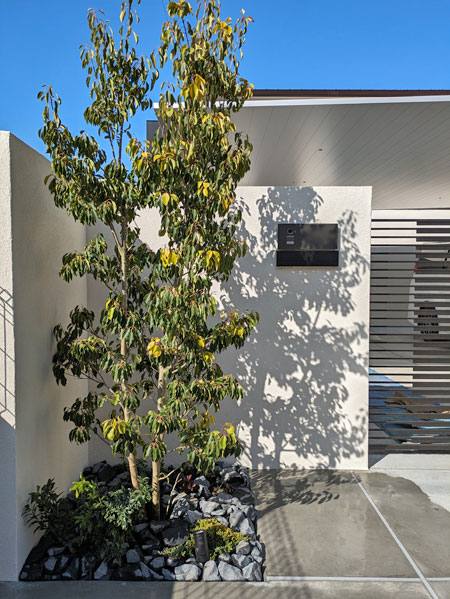 シンボルツリーのソヨゴが映える植栽デザイン