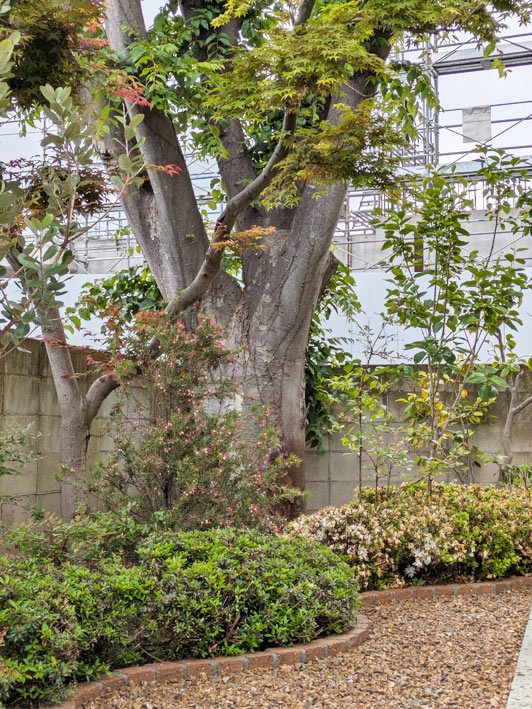 既存樹と新規植栽が馴染む景観
