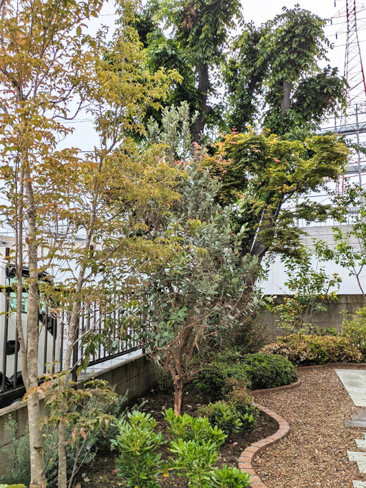 常緑ヤマボウシとフェイジョアによる目隠し