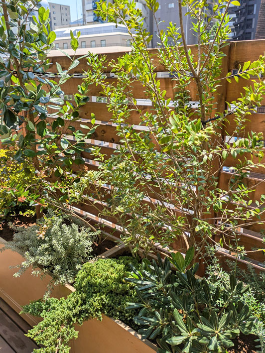 色彩も表情も豊かな低木レイアウト