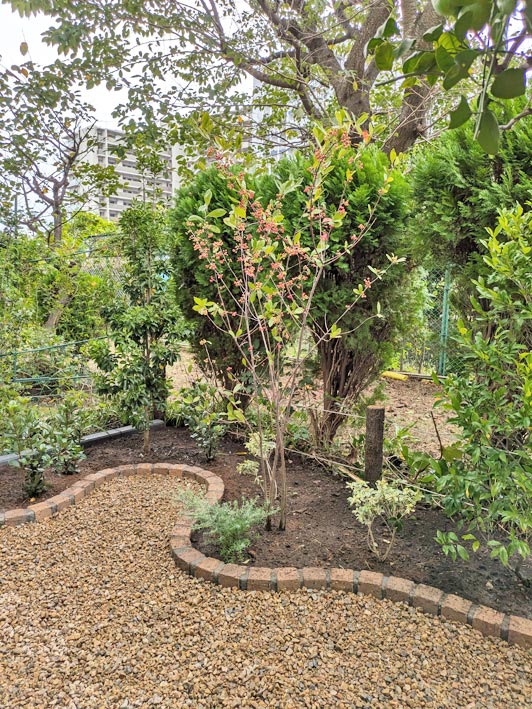 植栽エリアにはローメンテナンスな樹種を