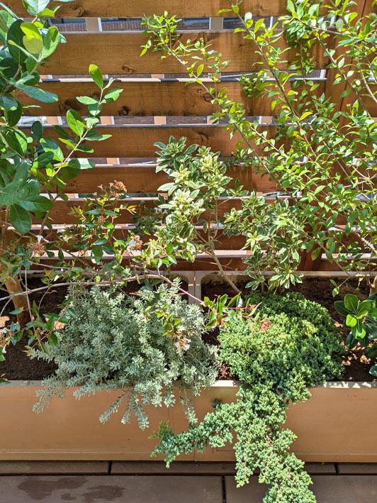 色も樹形も様々な低木を合わせた植栽デザイン