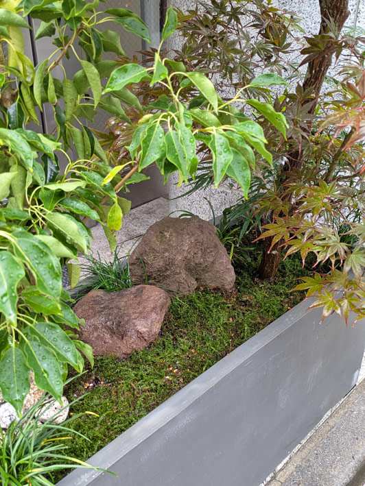 プランターの中で表現する苔庭