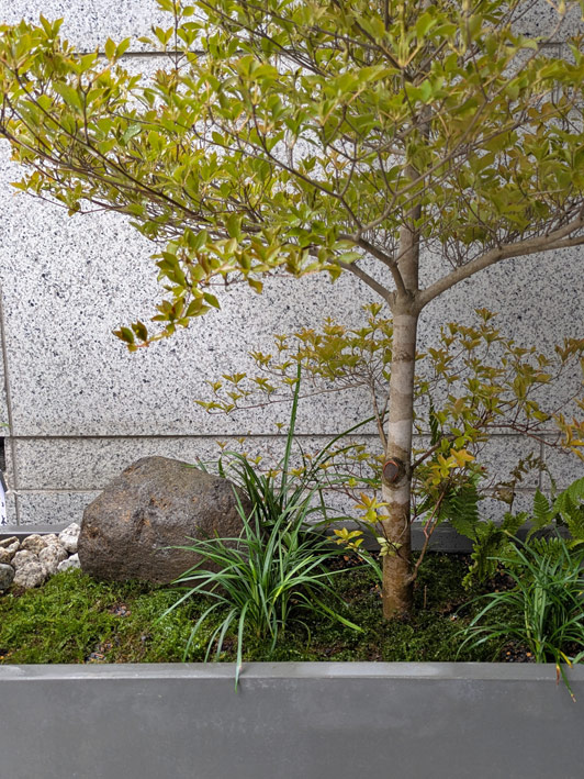 坪庭デザインが植栽を古木の様な雰囲気に