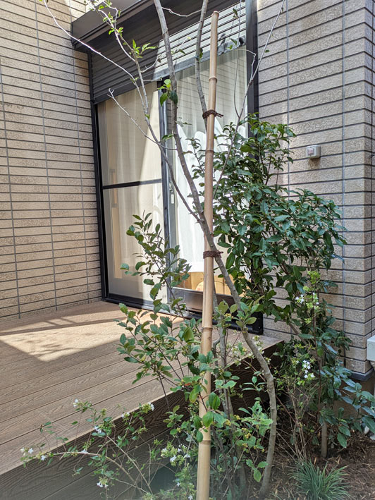 程良い目隠しに育てる常緑樹の植栽