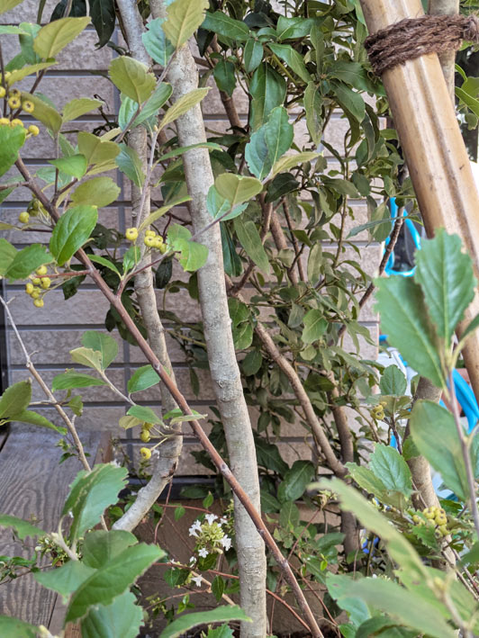 雑木の寄せ植えで見れるナチュラルガーデンらしい風景